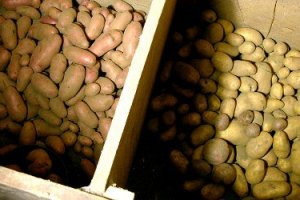 Хранение картофеля в погребе: обработка помещения, подготовка отсеков под хранение, подготовка клубней к закладке
