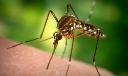 Народные способы избавления от комаров в доме