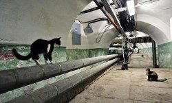 Кошки в подвале многоквартирного дома: вред или польза