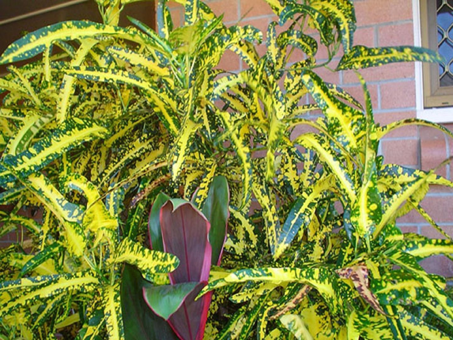 Растения с желто зелеными листьями с фото