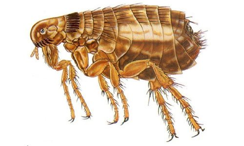 Эти неприятные насекомые способны доставить много проблем.