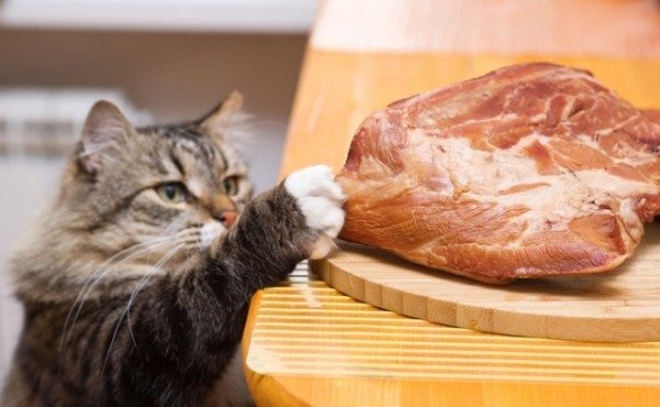Фото бездомной кошки, которая пробралась в дом и ворует забытое на столе мясо.