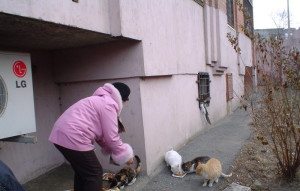 Фото «милосердной» любительницы кошек, которая принесла им еду.