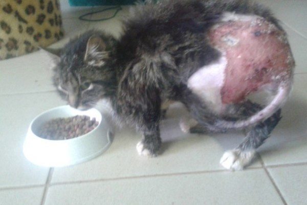 Фото отловленной бродячей кошки, которая больна дерматомикозом.