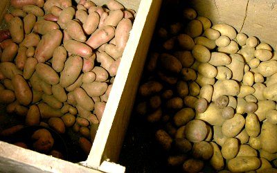 Хранение картофеля в погребе: как правильно сохранить, хранить картошкусвоими руками, видео-инструкция, фото и цена